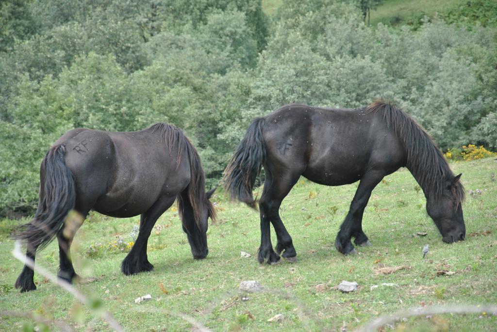 Pensjonat El Molino De Cicera Pokój zdjęcie
